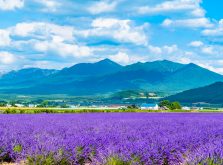 北海道地方の農業の特徴と主要な農作物を徹底調査！【2023年版】