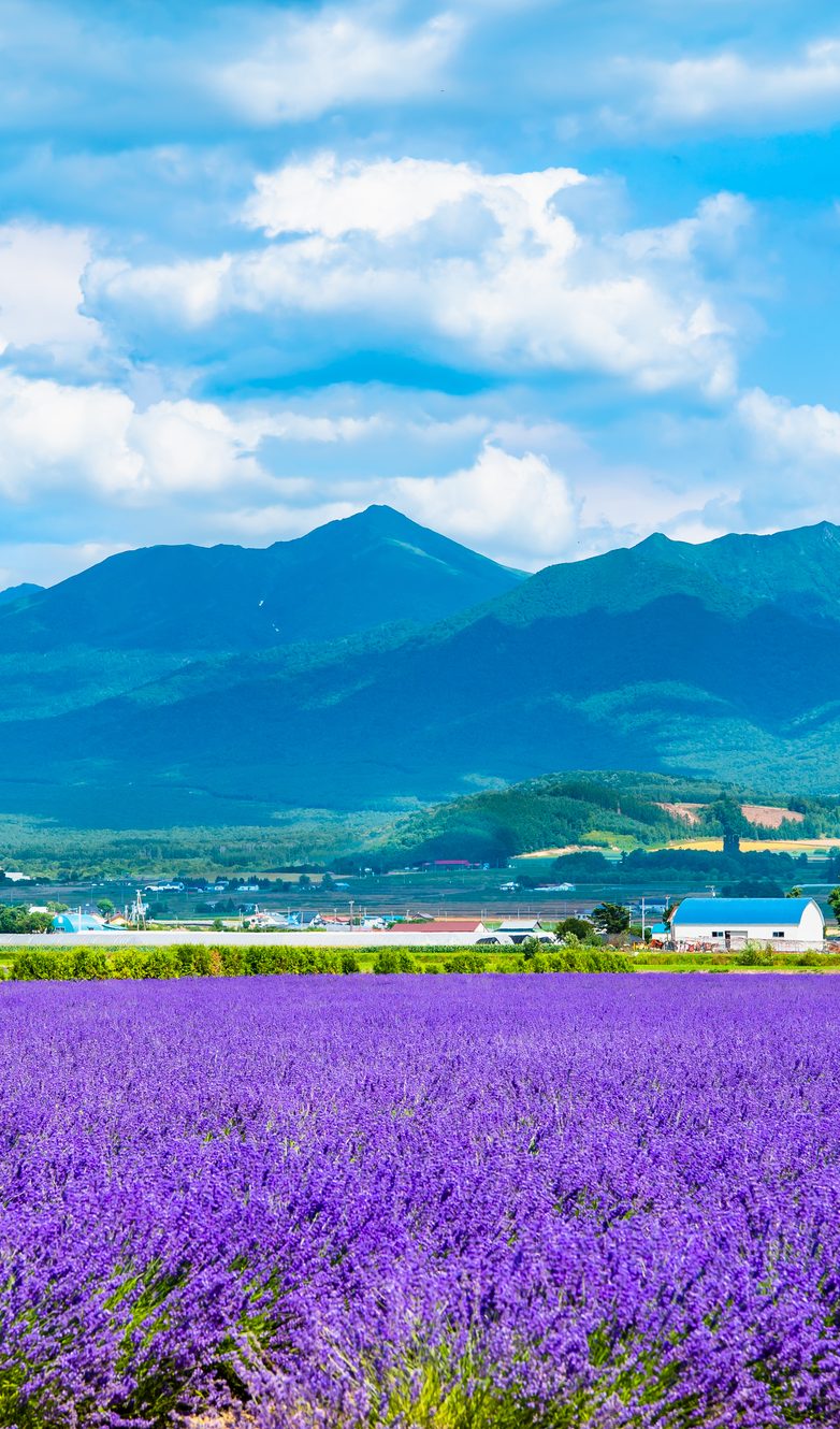 北海道地方の農業の特徴と主要な農作物を徹底調査！【2023年版】